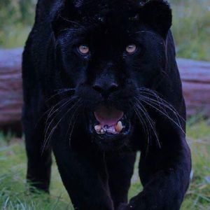 Meet your Posher, Shamar